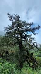 Podocarpus parlatorei