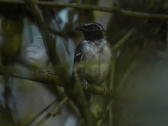 Myrmoborus myotherinus