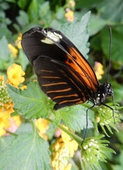 Heliconius doris doris