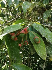 Licaria