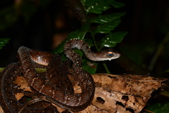 Dendrophidion dendrophis