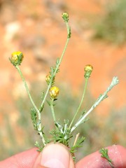 Pentziinae