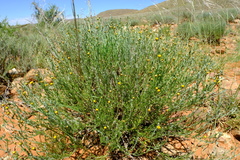 Pentziinae