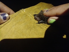 Eptesicus furinalis
