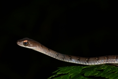 Dendrophidion dendrophis