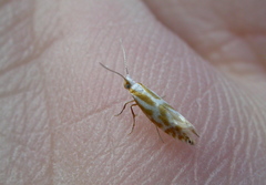 Argyresthia canadensis