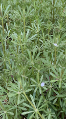 Galium aparine