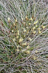 Carex humilis