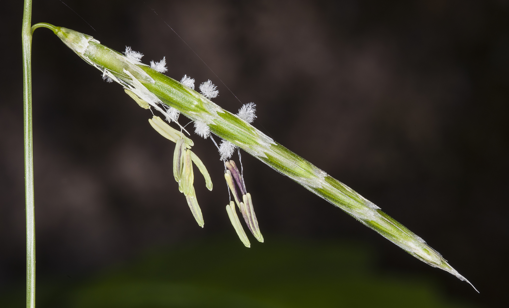 Pleuropogon
