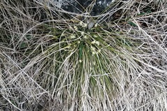 Carex humilis