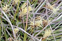Carex humilis