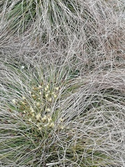 Carex humilis