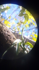 Encyclia cordigera