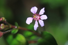 Cuphea racemosa