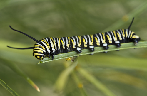 Monarch photographed in Arizona