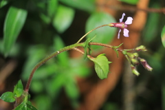 Cuphea racemosa