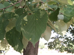 Phytoptus tetratrichus
