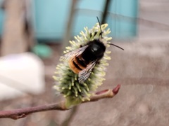 Osmia cornuta