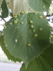 Phytoptus tetratrichus