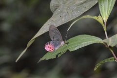 Cithaerias cliftoni