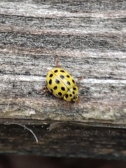 Psyllobora vigintiduopunctata