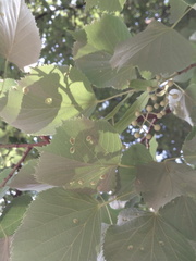 Phytoptus tetratrichus