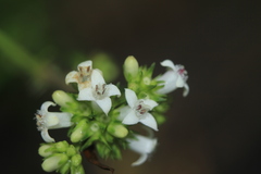 Galianthe bogotensis