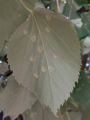 Phytoptus tetratrichus