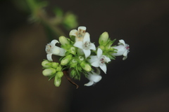 Galianthe bogotensis
