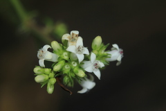 Galianthe bogotensis