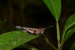 Xiphiola