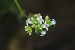 Galianthe bogotensis
