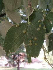 Phytoptus tetratrichus
