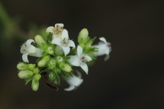 Galianthe bogotensis