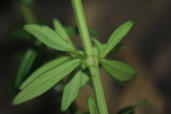 Galianthe bogotensis