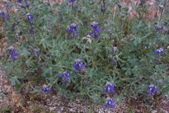Lupinus bicolor