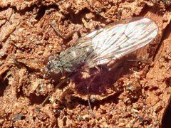 Lispocephala alma