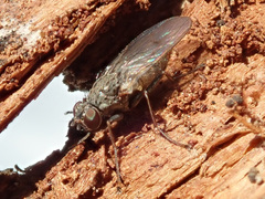 Lispocephala alma
