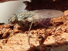 Lispocephala alma