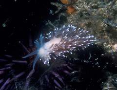 Cuthona nana