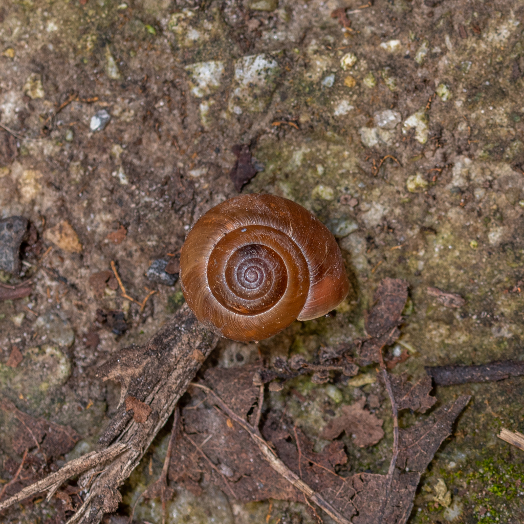Cryptosaccini
