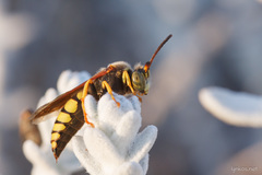Stizus fasciatus