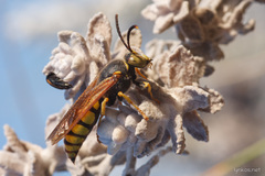 Stizus fasciatus