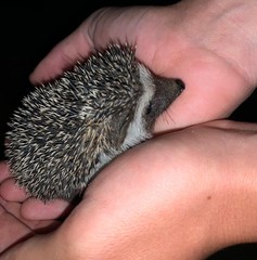 Atelerix albiventris