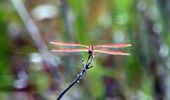 Libellula auripennis