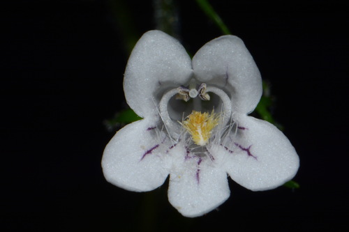 Image of Penstemon kralii by (c) Brian Finzel, some rights reserved (CC BY-SA)