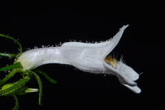 Penstemon kralii