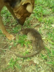 Cricetomys gambianus