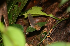 Haetera