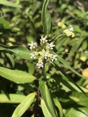 Asclepias nivea